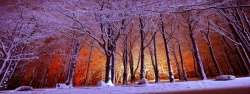 紫色森林梦幻森林摄影雪背景高清图片