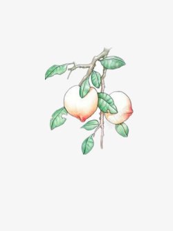 姘磋湝妗手绘桃树高清图片