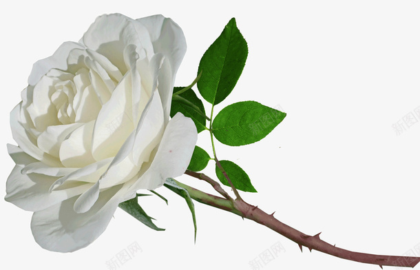 白色玫瑰psd免抠素材_88icon https://88icon.com 植物 玫瑰 白色 鲜花