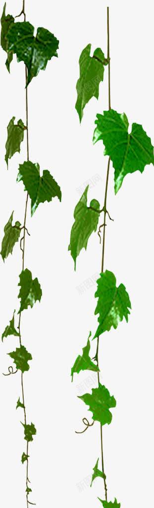 夏日海报植物树叶效果png免抠素材_88icon https://88icon.com 夏日 效果 树叶 植物 海报 设计
