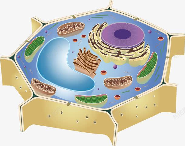 细胞分解图png免抠素材_88icon https://88icon.com 干细胞 演示图 细胞 细胞分解图 细胞设计