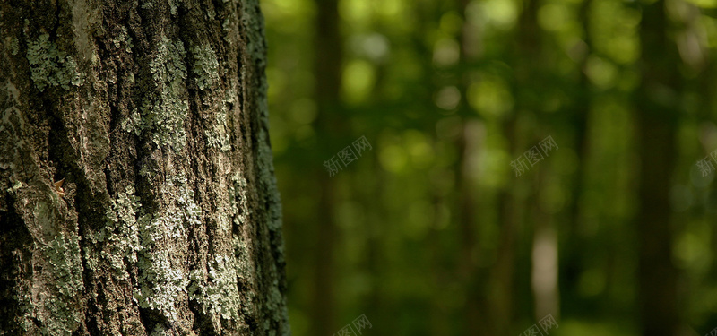 森林大树背景背景