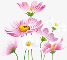 春天清新手绘白粉色花朵素材