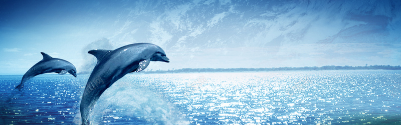 海豚背景背景