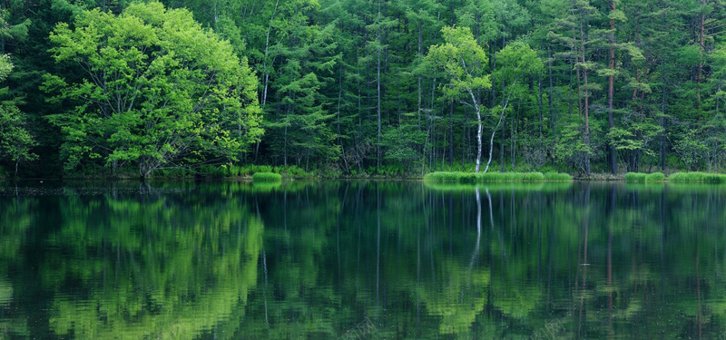 树林河流背景背景