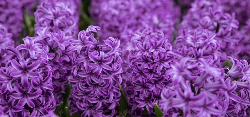 紫色丁香花花海背景背景