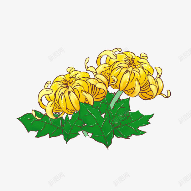 手绘菊花插画重阳节装饰元素png免抠素材_88icon https://88icon.com 手绘 菊花 菊花图案 菊花彩绘 装饰 重阳