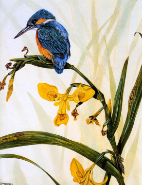 手绘兰花上休憩的鸟背景素材背景
