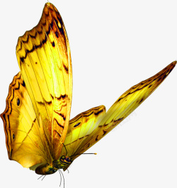 金色美丽蝴蝶装饰图案素材