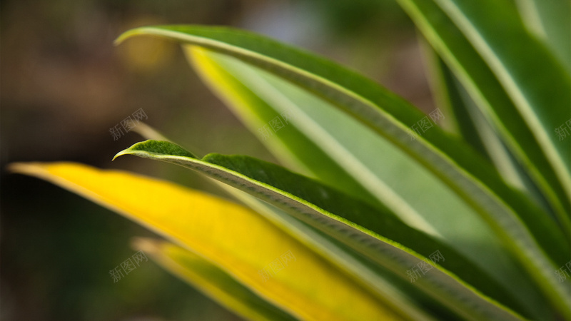 小草背景png免扣jpg设计背景_88icon https://88icon.com 傍晚 小草 绿色 背景 黄昏夜景