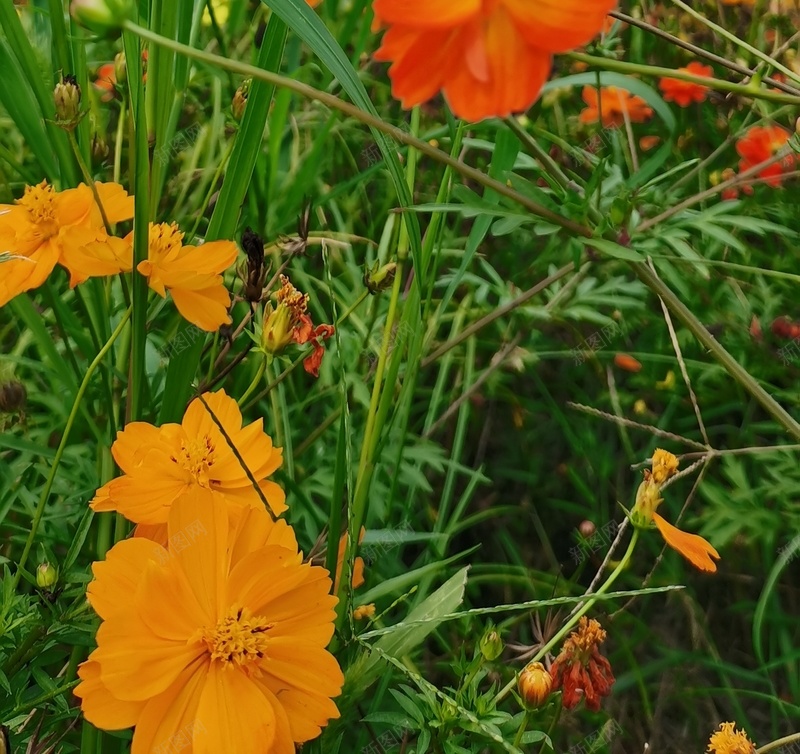 初秋印象格桑花27jpg设计背景_88icon https://88icon.com 格桑花 初秋印象 幸福 美好时光