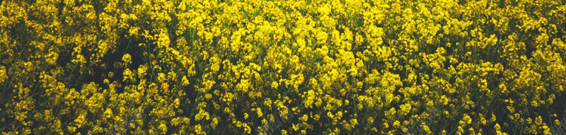 油菜花背景背景