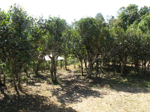 茶叶茶树背景