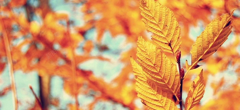 秋冬金黄色树叶唯美背景背景