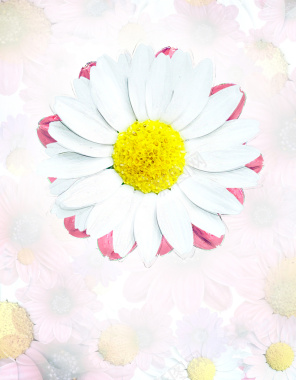 小雏菊花朵温馨海报背景背景