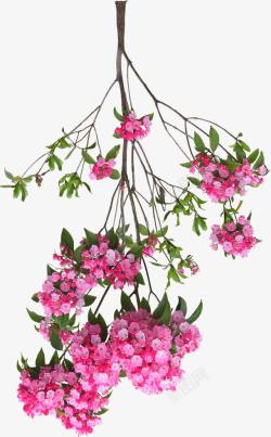 粉色唯美花朵倒立树枝素材