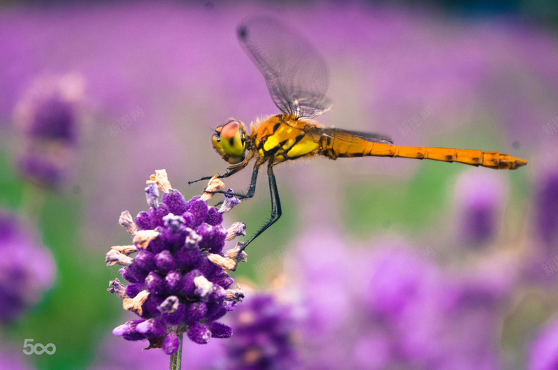 蜻蜓鲜花jpg设计背景_88icon https://88icon.com 素材 紫色 蜻蜓 鲜花