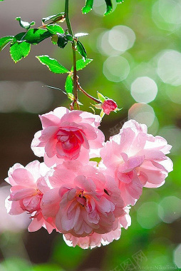 浪漫小清新红色玫瑰月季花朵背景背景