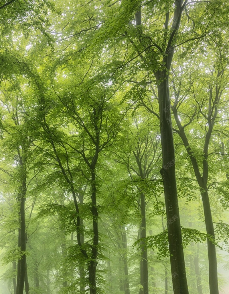 清新森林风景H5背景jpg设计背景_88icon https://88icon.com 森林 风景 彩色 清新 摄影 H5 h5