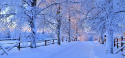 白茫茫唯美冬季雪景背景高清图片