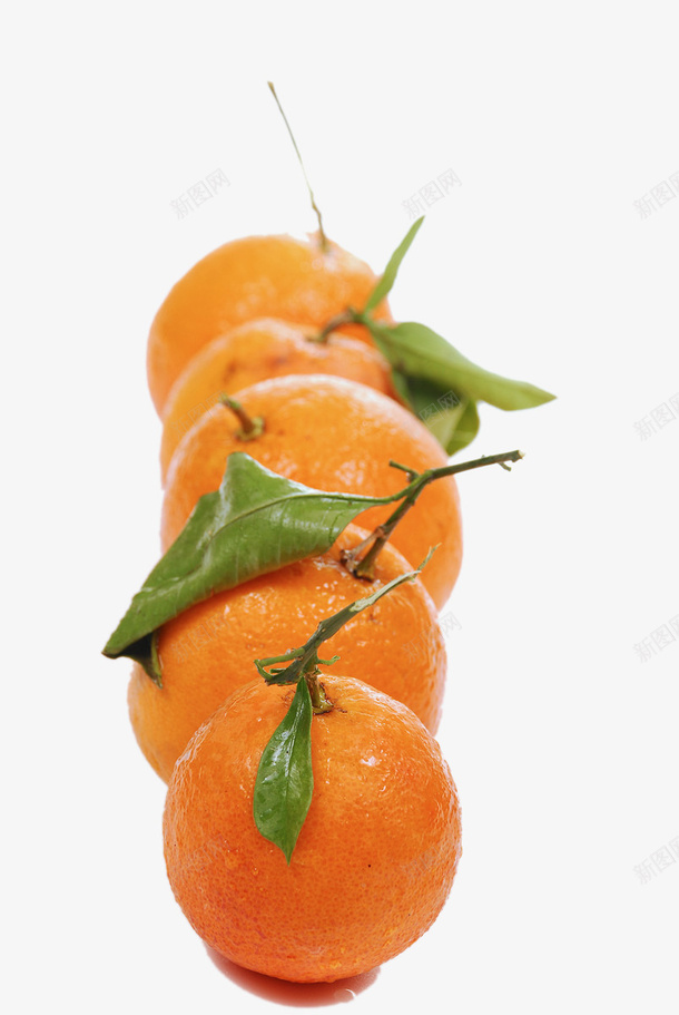 排成一排的桔子png免抠素材_88icon https://88icon.com 新鲜 桔子 橘子 水果