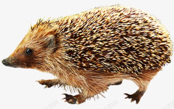 可爱刺猬觅食png免抠素材_88icon https://88icon.com 刺猬 动物 可爱 觅食