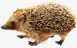 可爱刺猬觅食素材