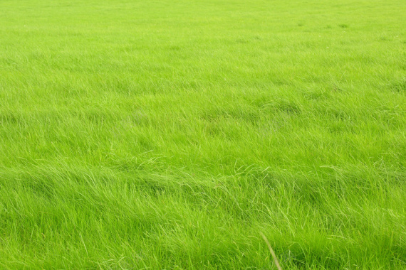 清新绿色草坪风景平面广告背景