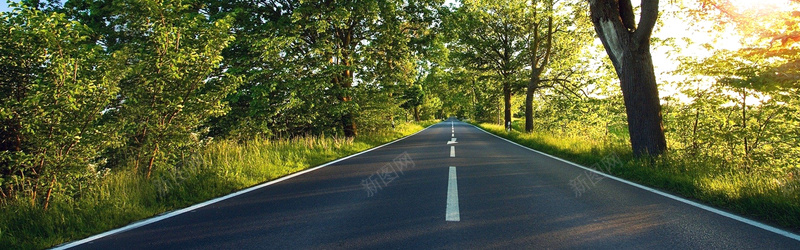 树木公路背景