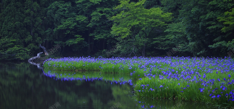 水上兰花淘宝海报背景banner背景