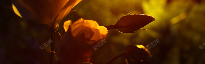昏暗光下美丽玫瑰花摄影jpg设计背景_88icon https://88icon.com 美丽 玫瑰花 摄影 昏暗 光线 情调 浪漫 海报banner 风景