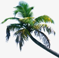 高大椰子树实拍素材