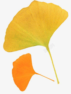 秋天黄色的银杏叶素材