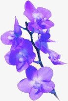 紫色唯美浪漫卡通花朵素材