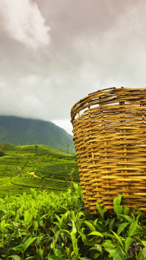 茶叶茶山背景背景