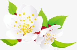 春天清新白色花朵装饰素材