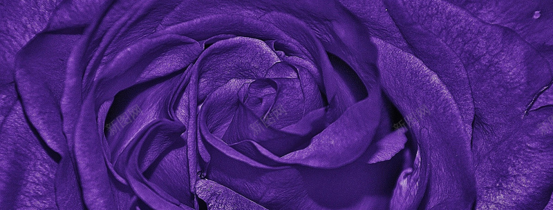 紫色玫瑰背景图背景