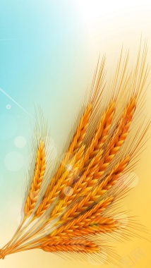 小麦H5背景背景