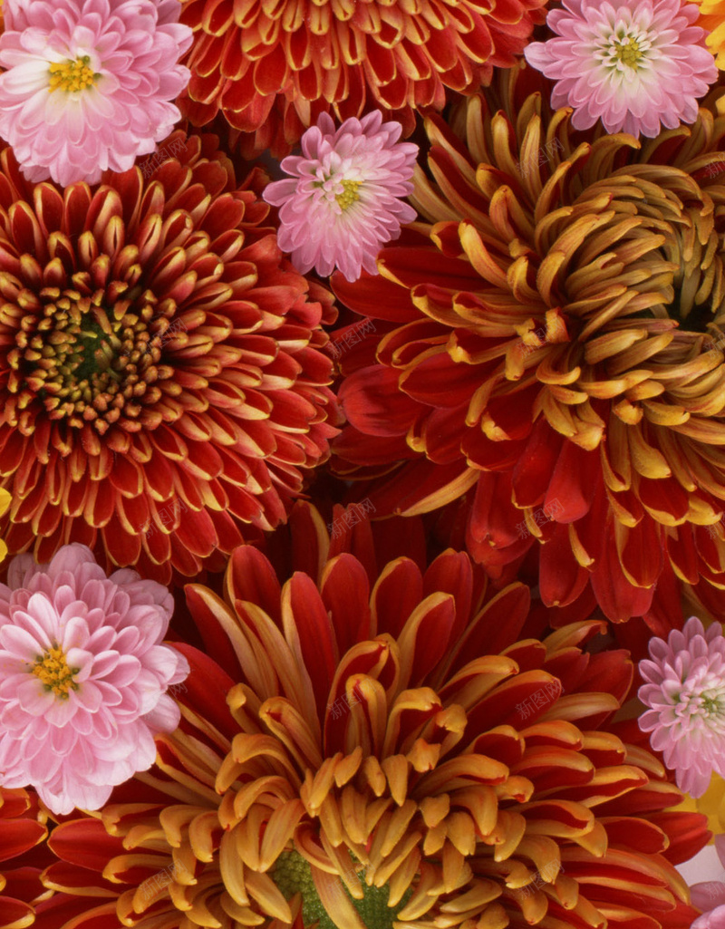 菊花花朵花瓣平铺H5背景jpg设计背景_88icon https://88icon.com 菊花 花 花瓣 花朵 满地鲜花 浪漫 唯美 平铺 摄影 美妆 彩妆 女性