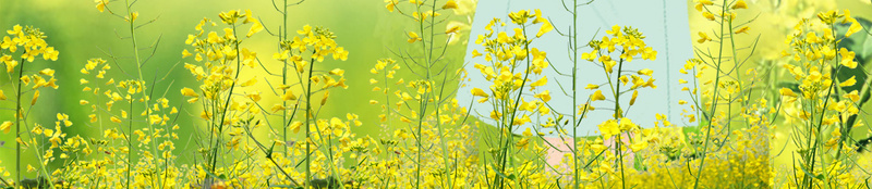 浅蓝色手绘唯美春季踏青油菜花人物背景psd设计背景_88icon https://88icon.com 春季踏青 油菜花 浅蓝色 唯美 手绘 人物背景 少女 春游 赏花