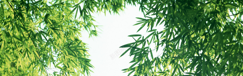 女装海报背景jpg设计背景_88icon https://88icon.com 女装 海报 背景 竹子 植物 海报banner 摄影 风景