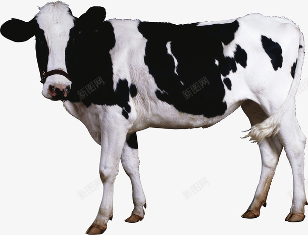 可爱的小奶牛16png免抠素材_88icon https://88icon.com 动物 家畜 牛 牛奶16 黑白牛