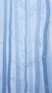 空灵迷雾森林H5背景图背景