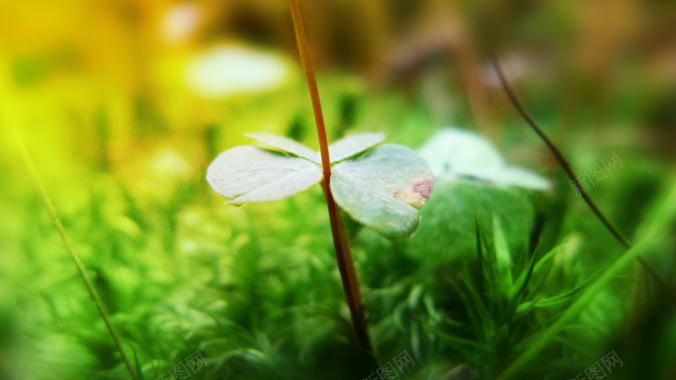 绿色小草特写背景背景