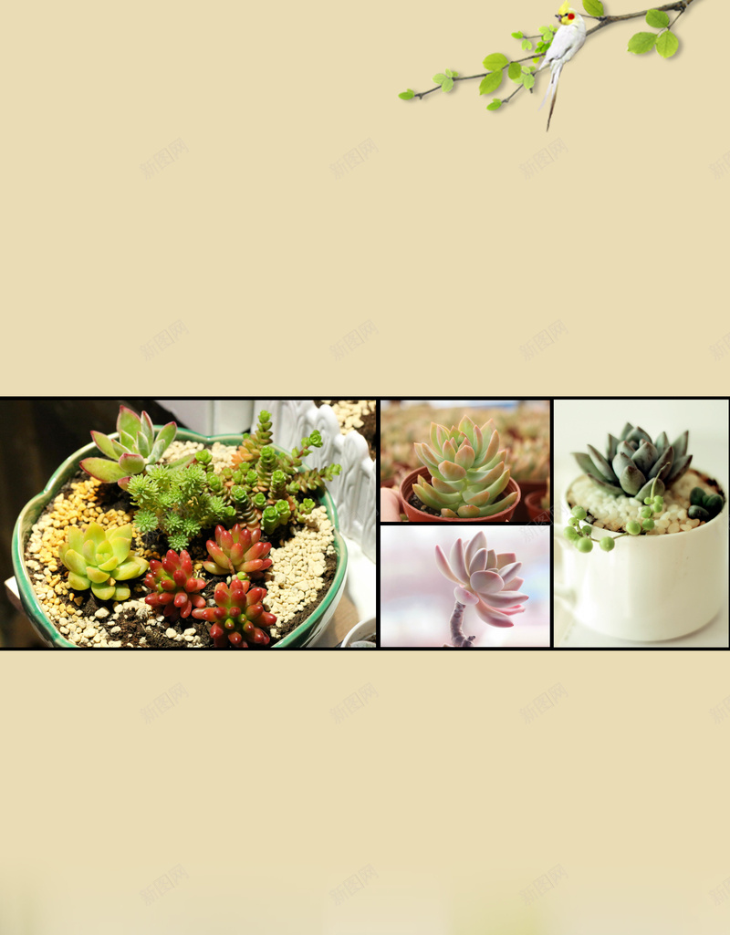 多肉植物绿色海报背景psd设计背景_88icon https://88icon.com 多肉 多肉植物绿色图片下载 拥抱绿色 拥抱自然 植物 盆栽 简约 绿色