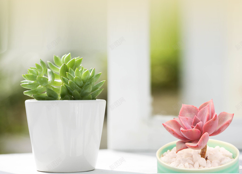 多肉植物绿色海报背景psd设计背景_88icon https://88icon.com 多肉 多肉植物绿色图片下载 拥抱绿色 拥抱自然 植物 盆栽 简约 绿色