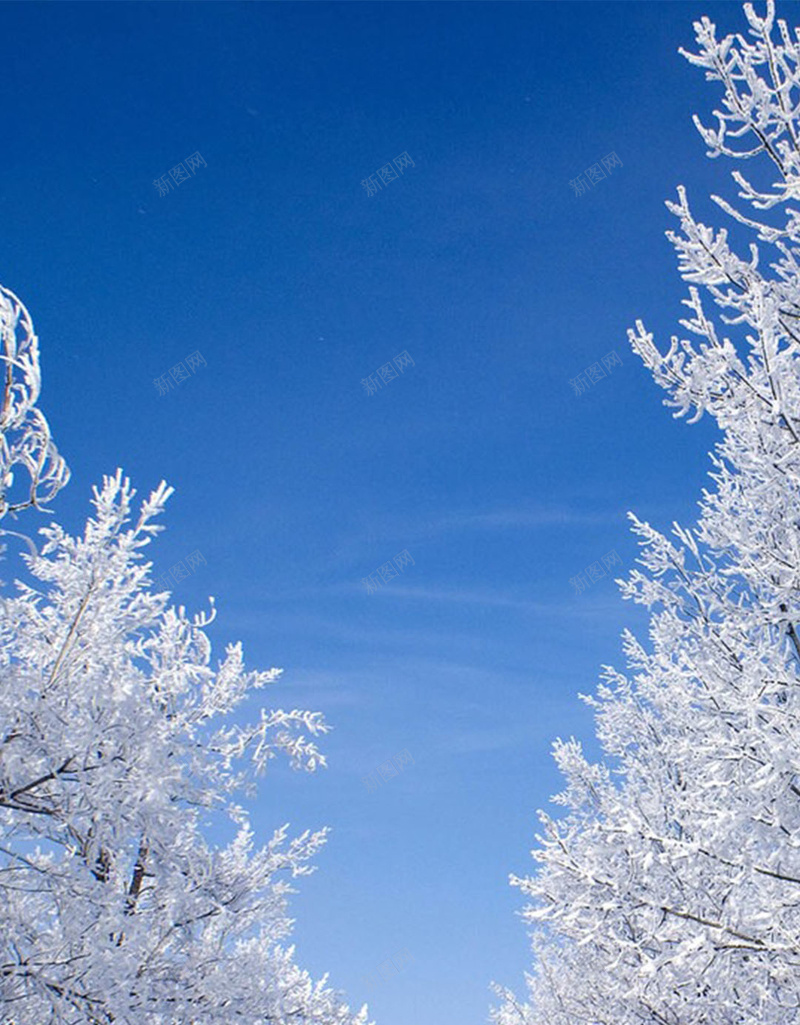 道路两旁的树H5素材背景jpg设计背景_88icon https://88icon.com 冬季 松树 道路 雪地 H5素材