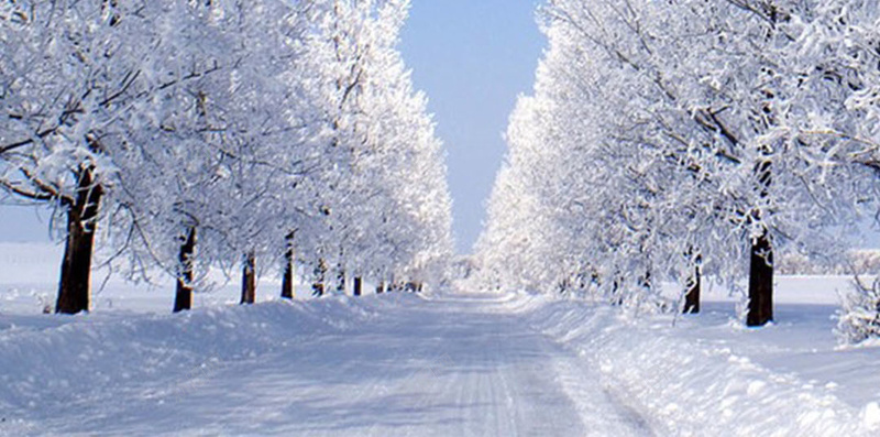 道路两旁的树H5素材背景jpg设计背景_88icon https://88icon.com 冬季 松树 道路 雪地 H5素材