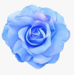 蓝色钻石花花朵花园花瓣玫瑰花苞蓝色花高清图片