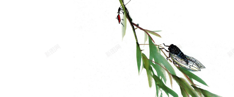 中国画知了树叶绿叶瓢虫昆虫背景